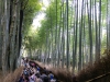 Arashiyama-20