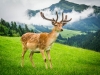 Aurach bei Kitzbuhel, Austria, Wild Park Aurach