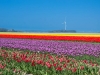 Olanda - Camp cu flori