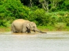Sri Lanka, Yala_Park